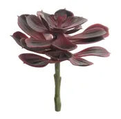 6" Echeveria Stem - Burgundy