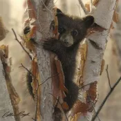 Curious Cub II by Collin Bogle