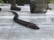 Two-Toed Amphiuma - Amphiuma Means