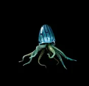 Aqua Marine Octopus Chandelier — Welcome to Santa Barbara Glassblowing Studio
