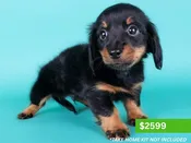 Miniature Dachshund – 15186