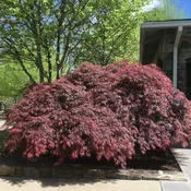 Acer palmatum var. dissectum 'Tamukeyama'  - Tamukeyama Japanese Maple