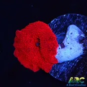 ARC Blood Red Disco