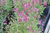 Agastache Rosie Posie