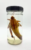 Grasshopper/Locust Wet Specimen — Rest in Pieces
