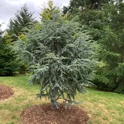 Blue Atlas Cedar, Horstmann