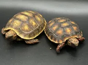 Assorted Redfoot Tortoises — Pets-A-Plenty
