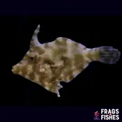 Aiptasia Eating Filefish – Captive Bred