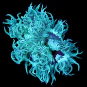 Australian Elegance Coral