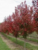 Brandywine Maple