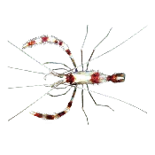 Banded Coral Shrimp