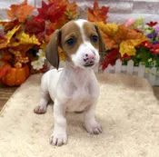 Dachshund – 5487