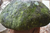 English Staddle Stone 19x33 EU 13 — The Garden Vault