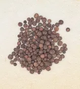 ALLSPICE