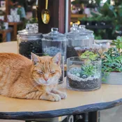 Terrarium Workshop: Spooky Succulents and Creepy Cacti