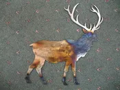 Bull Elk