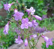 Beardtongue 'Husker Red'