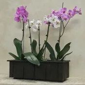 ALON PLW004 – WOODEN PLANTER BOX