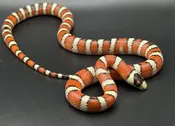 Arizona Mountain King — Pets-A-Plenty