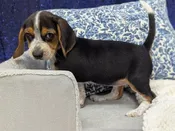 Beagle – 13836