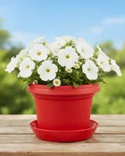 12 inch Red Pot with Saucer