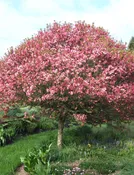 Coralburst Crabapple
