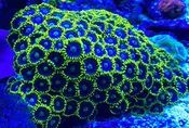 Blueberry Pie/Blueberry Fields Zoanthid (Wholesale Eligible)