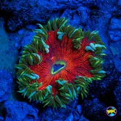 Fire Power Flower Anemone