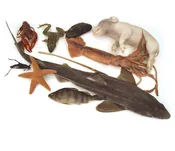 10 Specimen Kit - Large