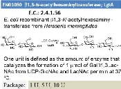 b1,3-HexNAc transferase (LgtA)