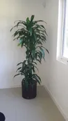 02gal Dracaena Lisa C/B 4ppp 4ft-5ft