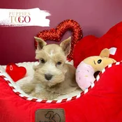 Mini Schnauzer Puppies Miami M Golden/White #3032