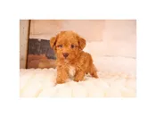 Maltipoo – 15218