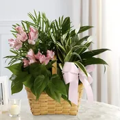 Pink Serenity Dish garden with fresh Flowers
