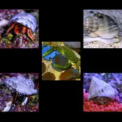 Algae Clean Up Crew B: 50-90 gallon aquarium