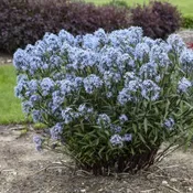 Amsonia Storm Cloud (Pw)