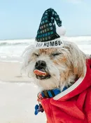 Contest - Bah Humbug Cam Coletta