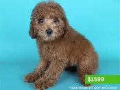 Miniature Poodle – 15168