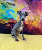 Bodhi