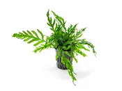 African Water Fern (Bolbitis heudelotii) Bare Root