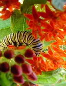 Plant.Grow.Fly 6-Pack