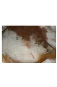Stuffing Fiber