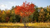 Autumn Brilliance Serviceberry