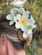 Large Foam Plumeria Hair Clip