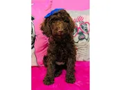 Miniature Poodle – 3930