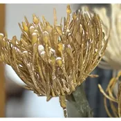 Artificial Pincushion Protea Arrangement