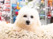Bichon Frise