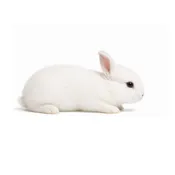 Extra Small Rabbits