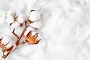 Cotton