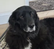 Contest - Charley Moose Risch